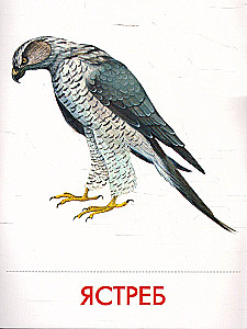 Didactic cards - Birds of our forests in a pack