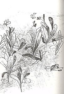 The Turtle Who Loved Shakespeare