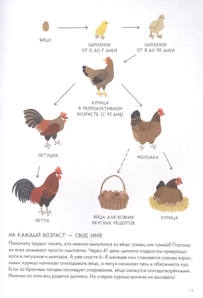Chickenology. Summer cottage encyclopedia