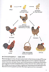 Chickenology. Summer cottage encyclopedia