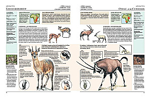 Animals of the World. My Big Encyclopedia