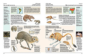 Animals of the World. My Big Encyclopedia