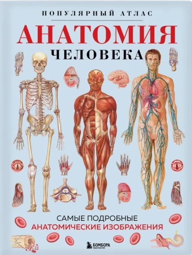 Anatomie des Menschen. Beliebter Atlas. Die detailliertesten anatomischen Abbildungen
