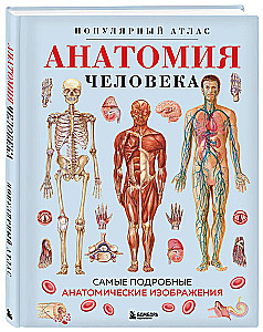 Anatomia człowieka. Popularny atlas. Najbardziej szczegółowe obrazy anatomiczne