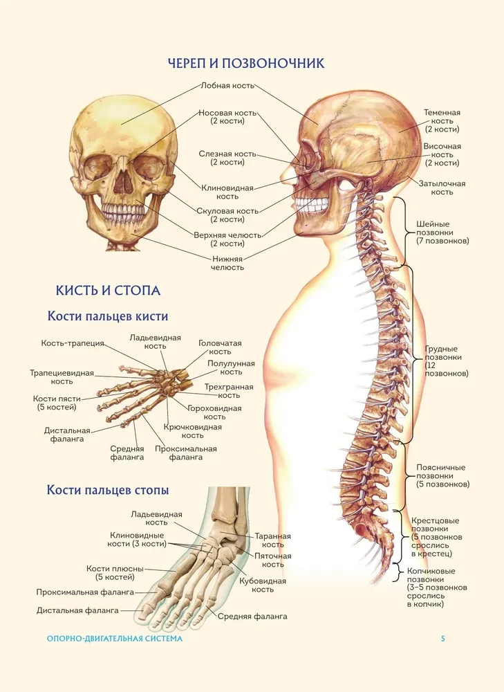 Anatomia człowieka. Popularny atlas. Najbardziej szczegółowe obrazy anatomiczne
