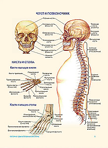 Anatomia człowieka. Popularny atlas. Najbardziej szczegółowe obrazy anatomiczne