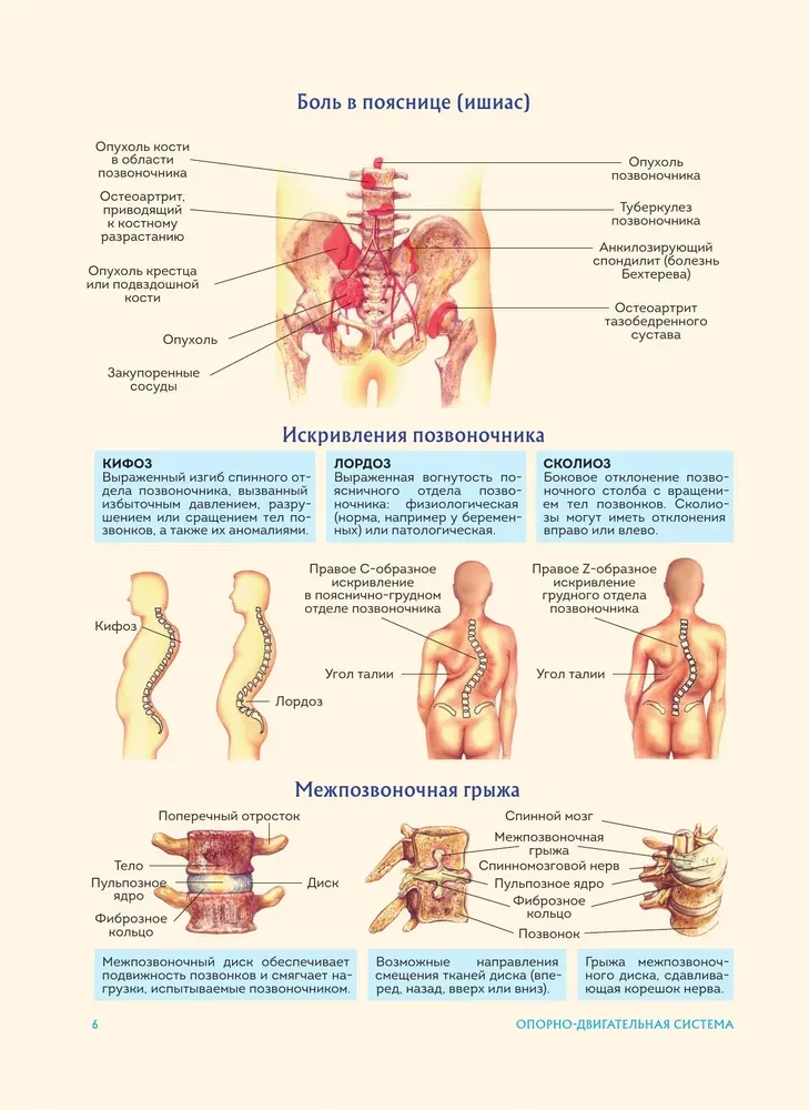 Anatomia człowieka. Popularny atlas. Najbardziej szczegółowe obrazy anatomiczne