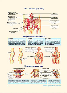 Anatomia człowieka. Popularny atlas. Najbardziej szczegółowe obrazy anatomiczne