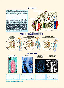Anatomia człowieka. Popularny atlas. Najbardziej szczegółowe obrazy anatomiczne