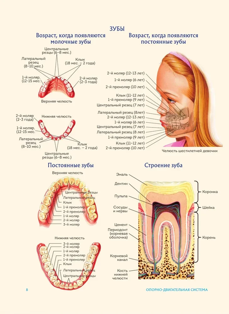 Anatomia człowieka. Popularny atlas. Najbardziej szczegółowe obrazy anatomiczne