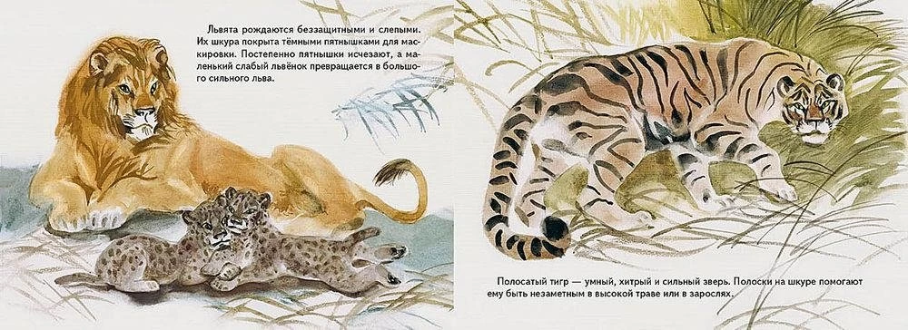 Wild Cats
