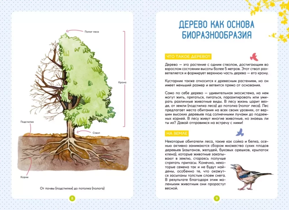 Forest Animals