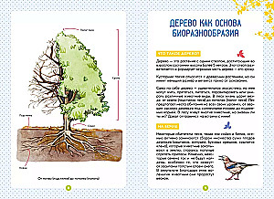 Forest Animals