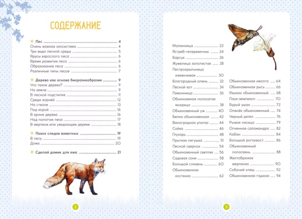Forest Animals