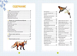 Forest Animals
