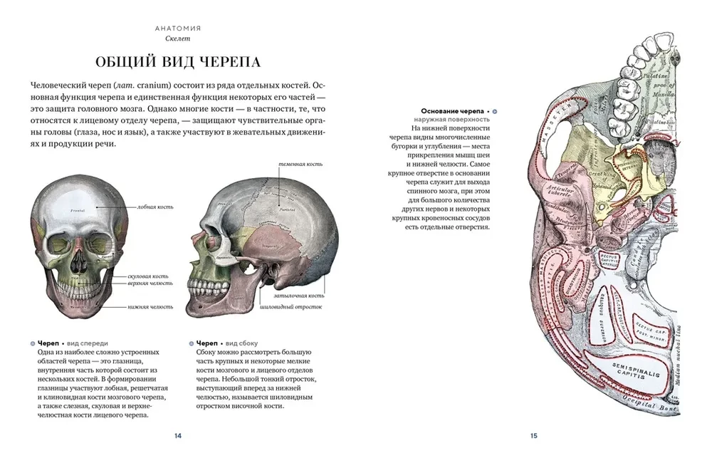 Anatomy
