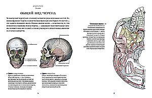Anatomy