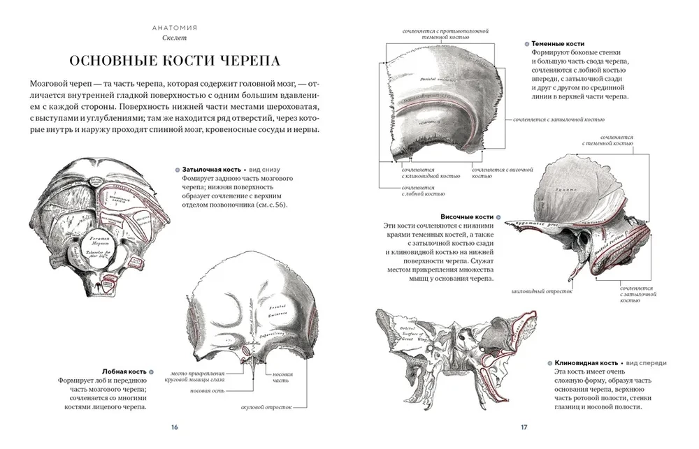 Anatomy