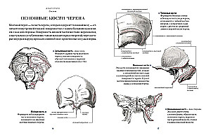 Anatomy