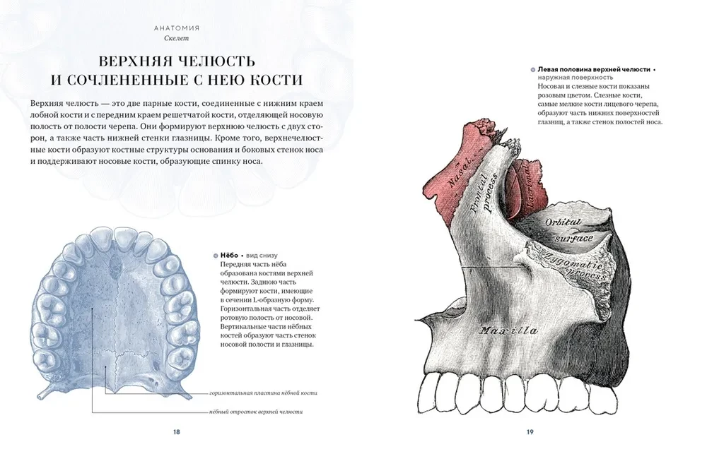 Anatomy