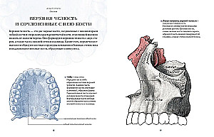 Anatomy