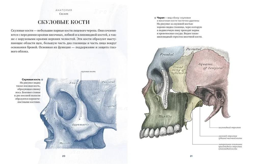 Anatomy