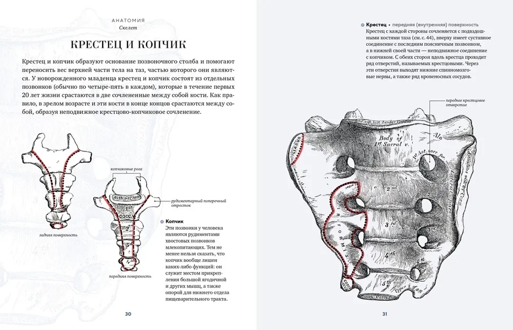 Anatomy