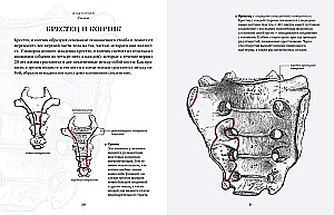 Anatomy