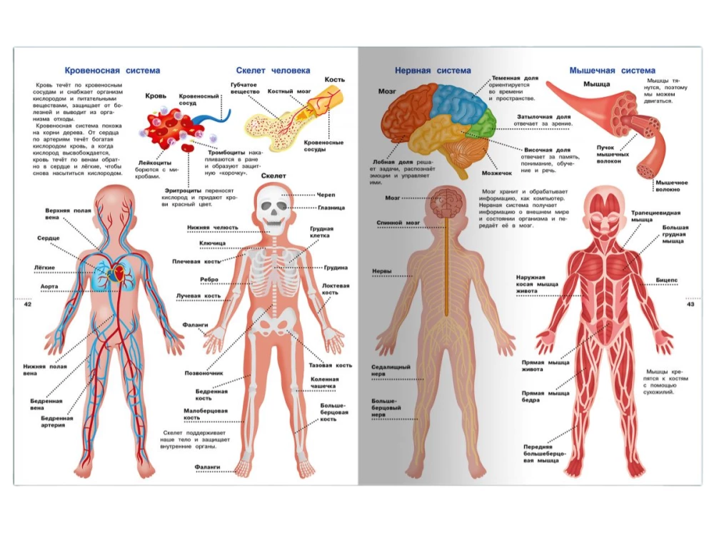 Illustrated Encyclopedia for Children