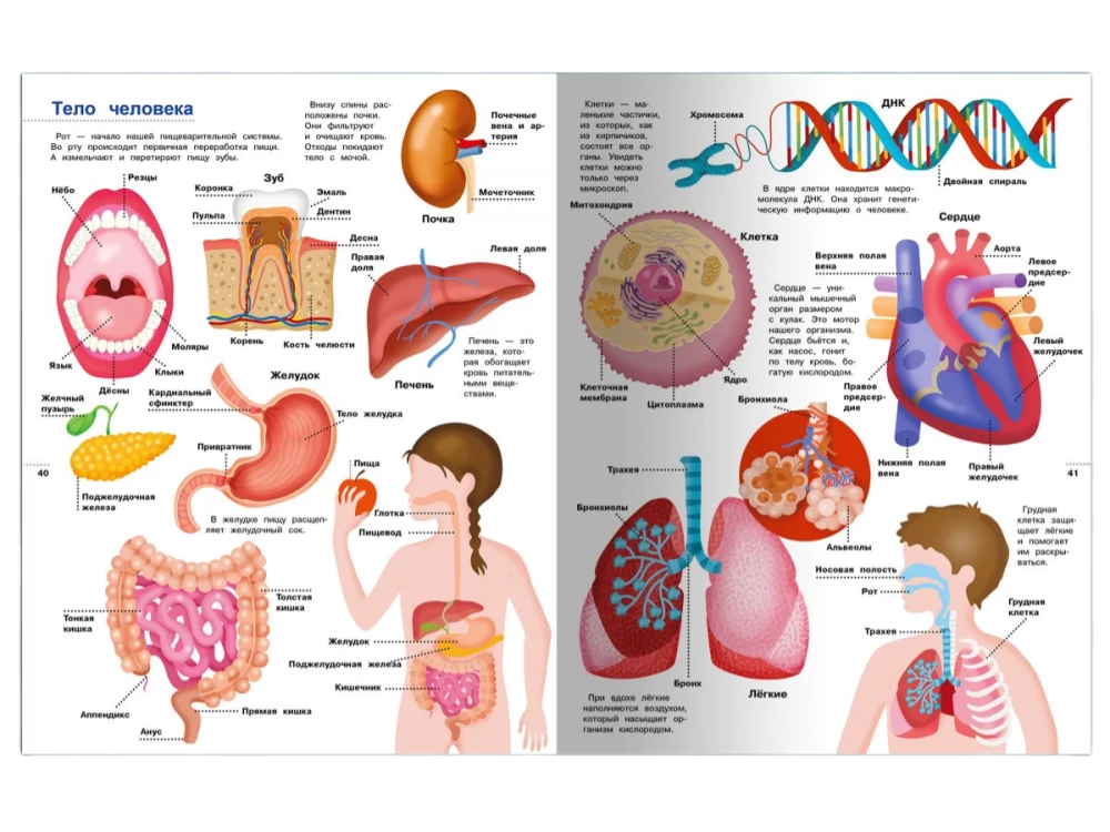 Illustrated Encyclopedia for Children