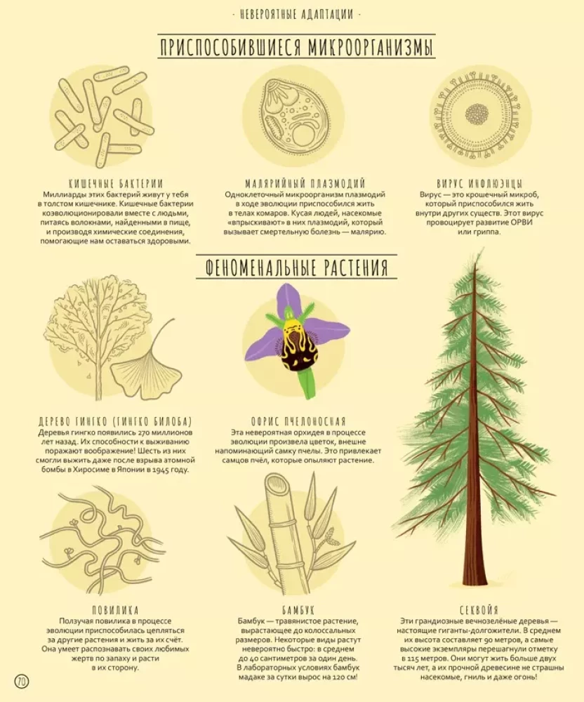 Wonders of Evolution. A Journey Through Time