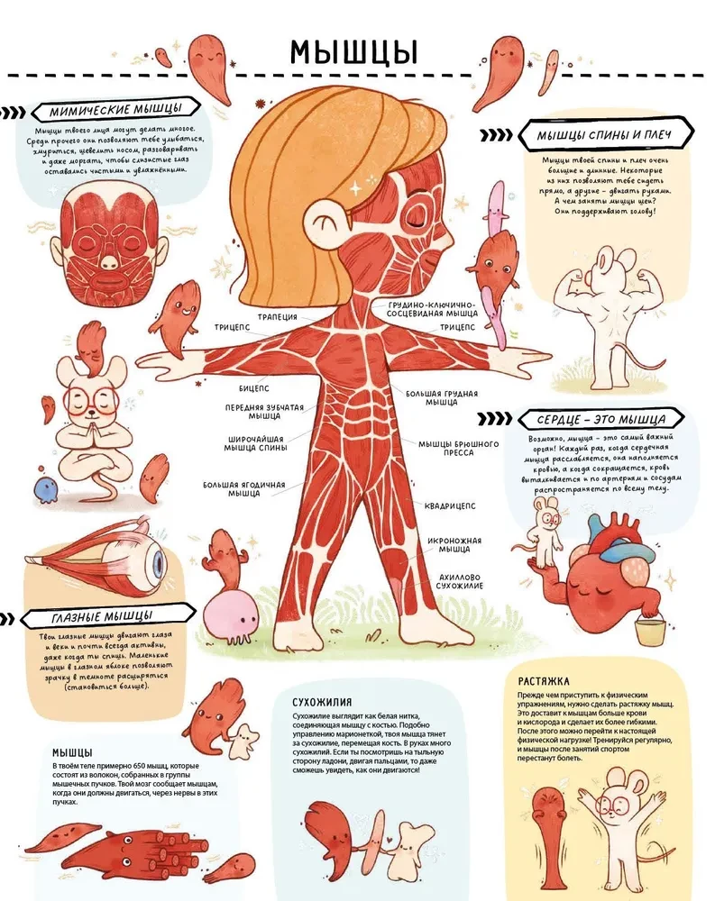 Secrets of the Human Body