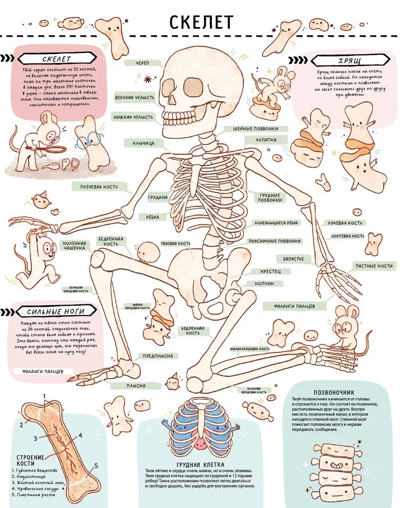 Secrets of the Human Body