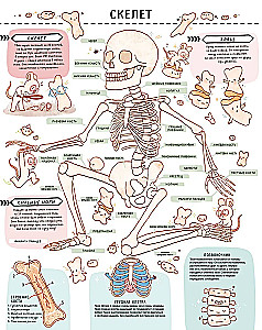 Secrets of the Human Body