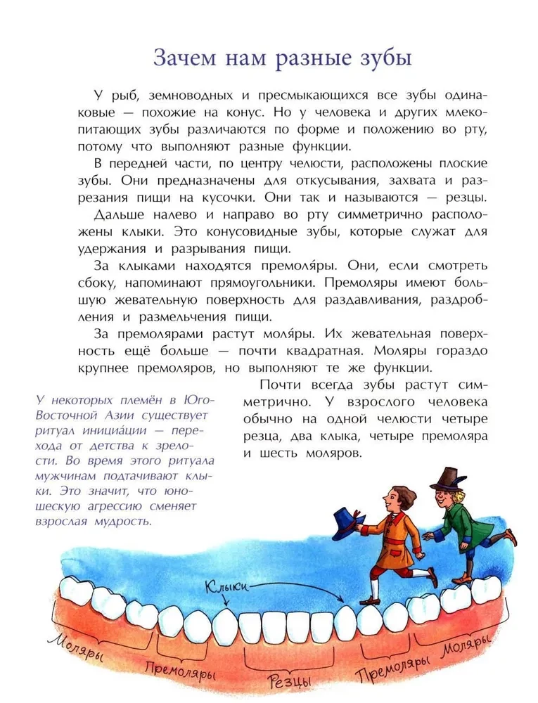 Tooth Book