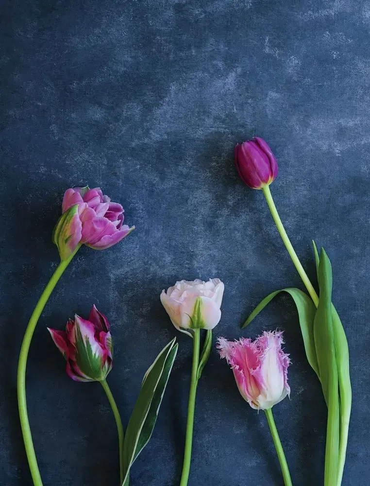 Tulips. Magnificent Flowers for Home and Garden