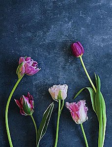 Tulips. Magnificent Flowers for Home and Garden