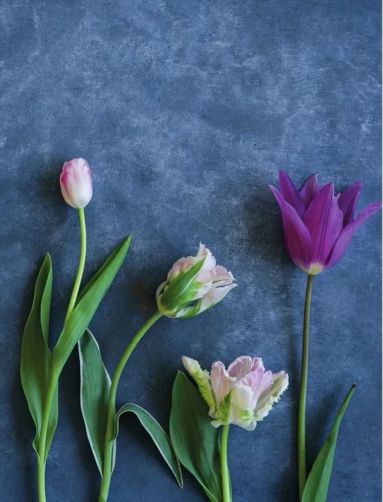 Tulips. Magnificent Flowers for Home and Garden