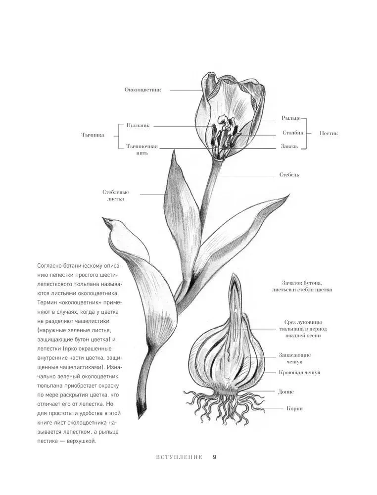 Tulips. Magnificent Flowers for Home and Garden