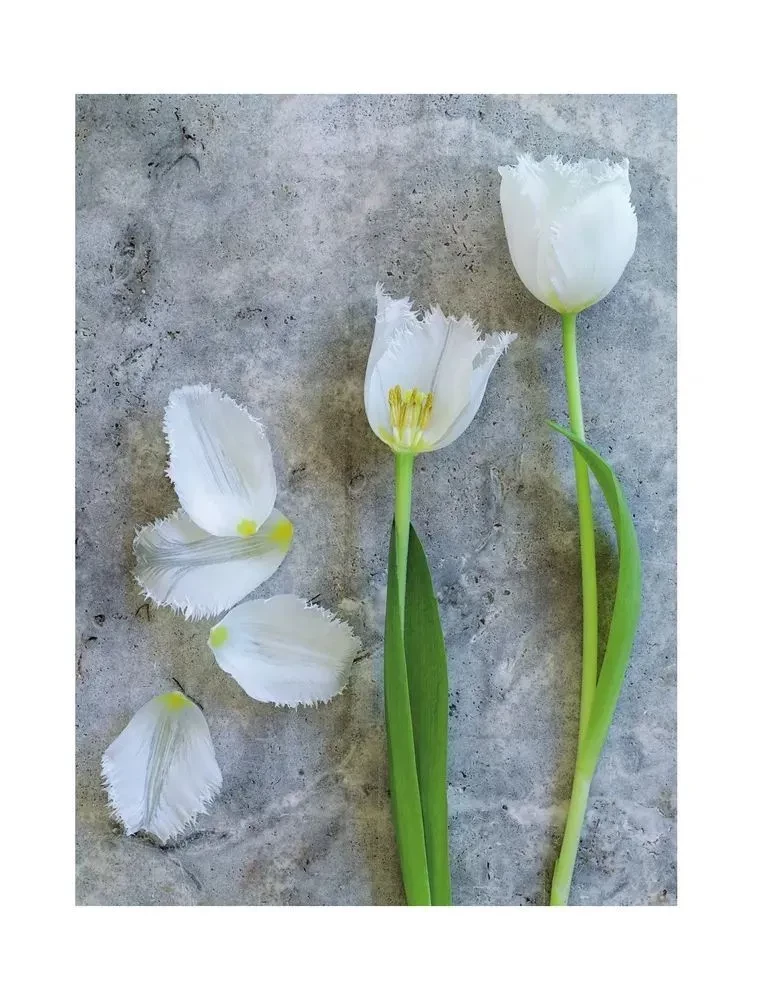 Tulips. Magnificent Flowers for Home and Garden