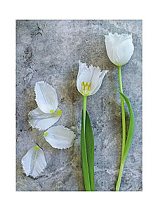 Tulips. Magnificent Flowers for Home and Garden