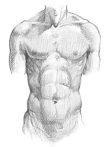 Anatomy for Artists