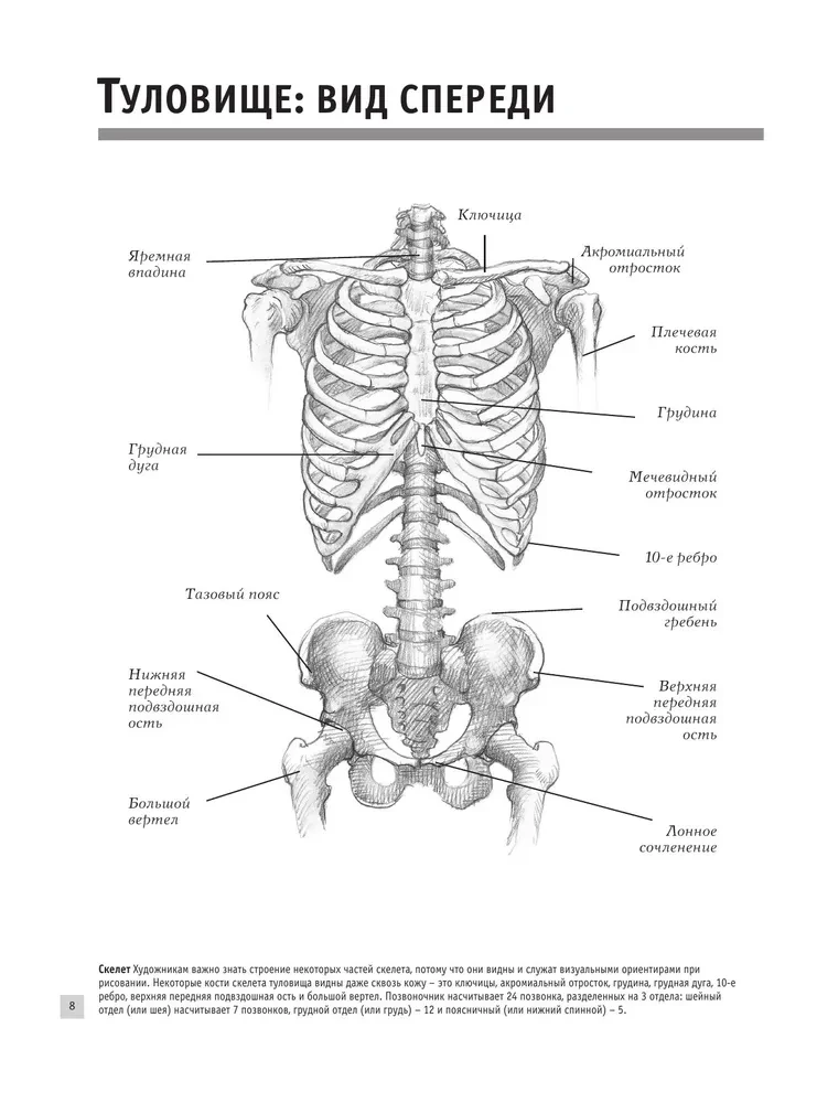 Anatomy for Artists
