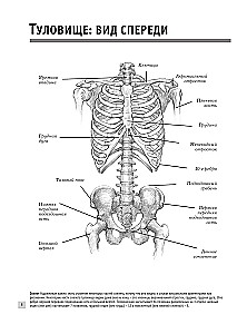 Anatomy for Artists