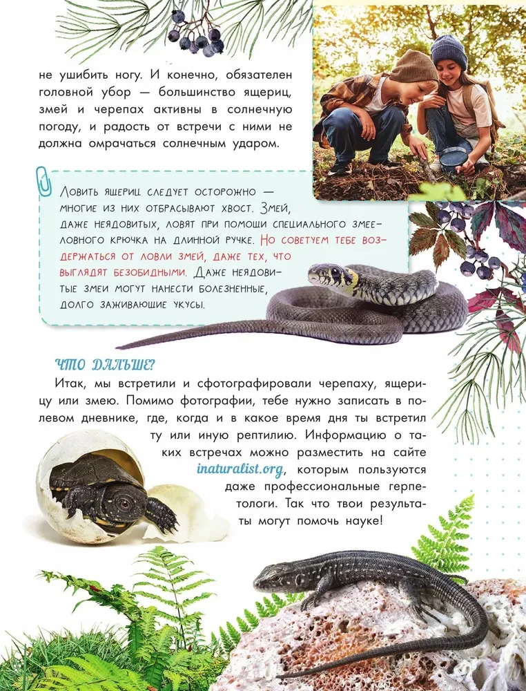 Schlangen, Eidechsen, Schildkröten