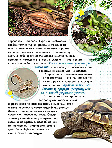 Schlangen, Eidechsen, Schildkröten