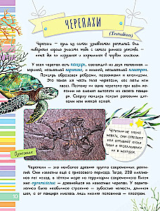 Schlangen, Eidechsen, Schildkröten