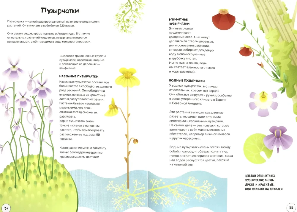 All about carnivorous plants for the most inquisitive
