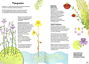 All about carnivorous plants for the most inquisitive