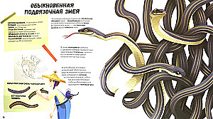 The Most Amazing Reptiles